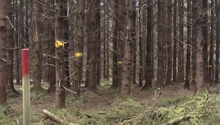 Watch: Preparing for second thinning - conifer forest management