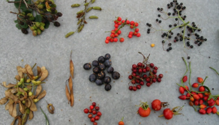 Growing trees from seed – part 1