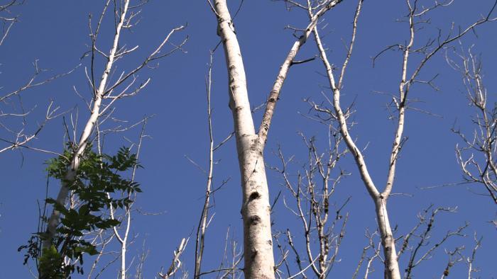 severe ash dieback
