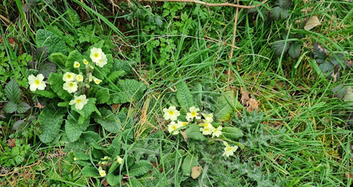 shay ryans farm - field margins