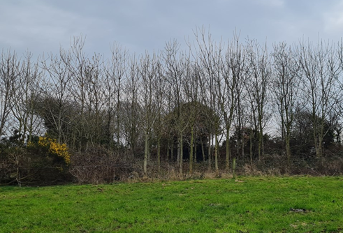 shay ryans farm - woodland