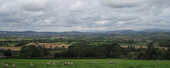 Landscape of grass-based farming with sheep in photo