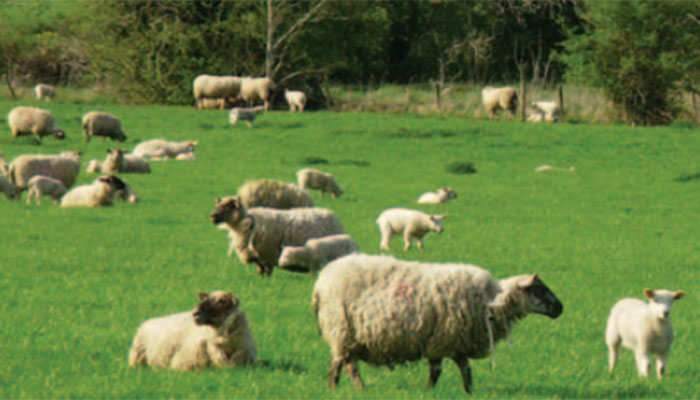 Designing a Flock Breeding Programme
