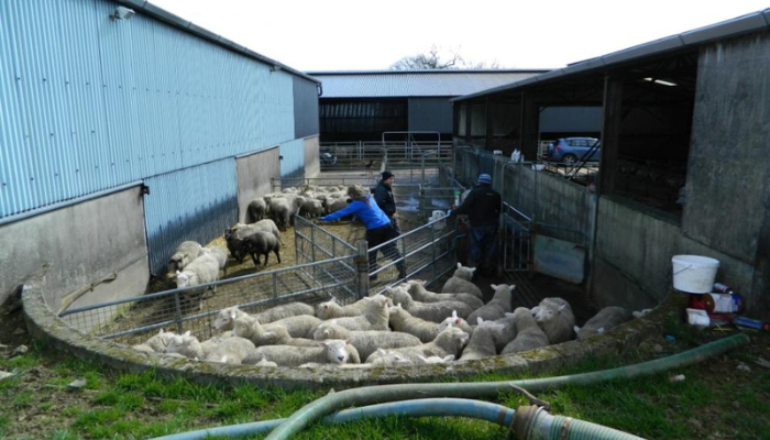 Investing in a sheep handling unit is an investment in yourself
