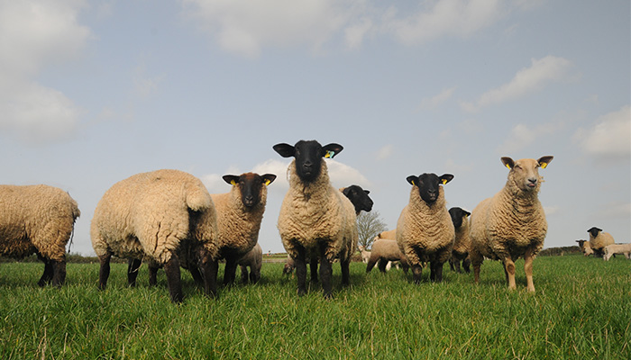 Sustaining the Effectiveness of Wormers in Sheep