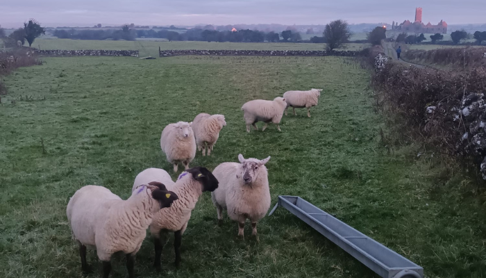 Liver fluke in sheep