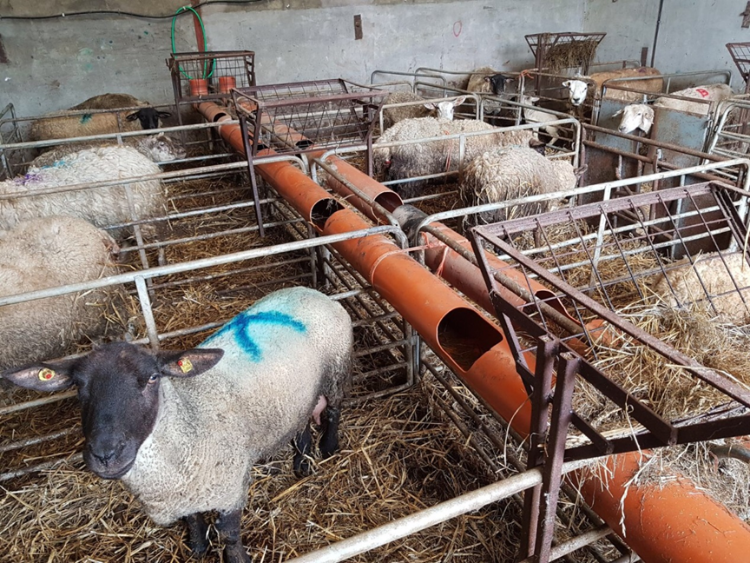 sheep in individual pens