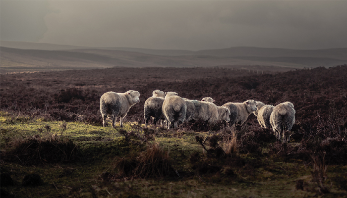 Close to 40% of sheep farming households considered vulnerable last year