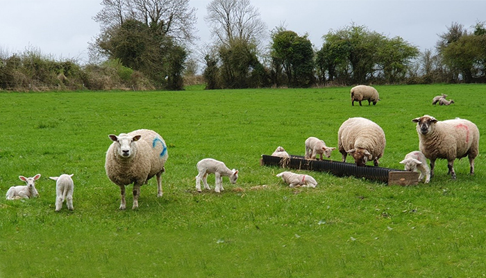 Sheep Improvement Scheme opens to new entrants