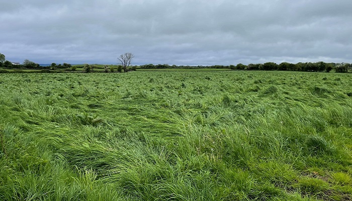 Valuing a standing crop of silage