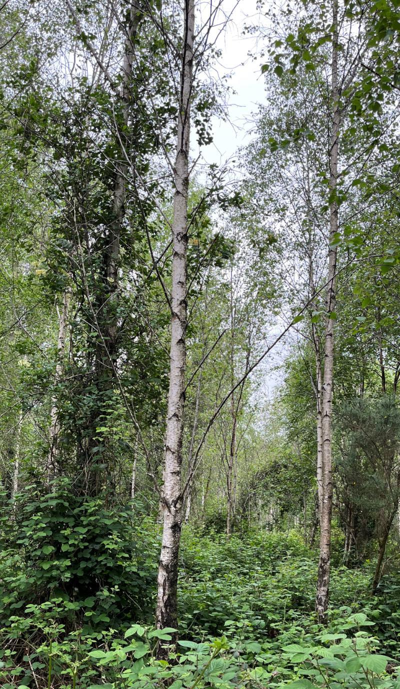 silver birch