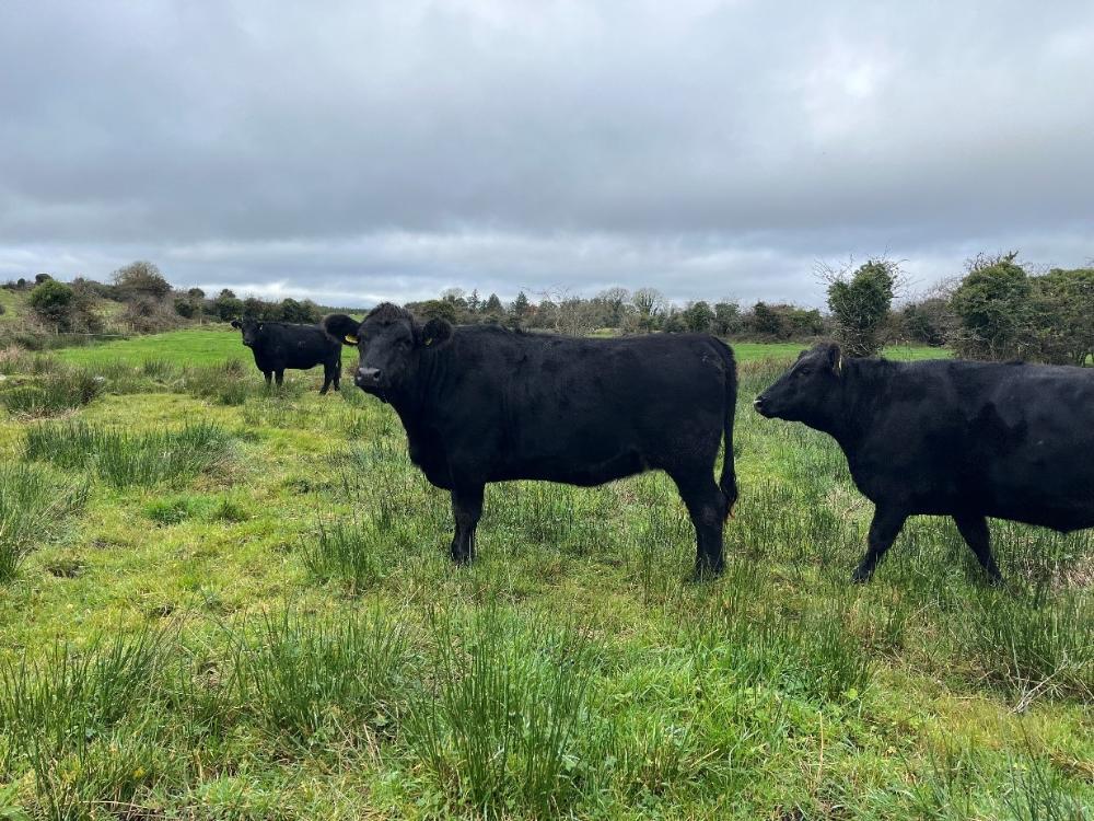 Finished heifers