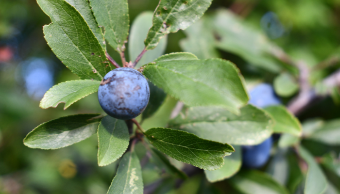 sloes close up plant