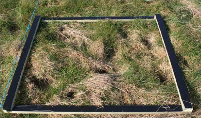 small mammal holes in a 1m2 of rough grass margin