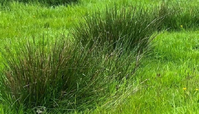 Soft rush in a grassland sward