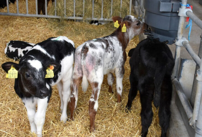 sourcing calsves for next spring