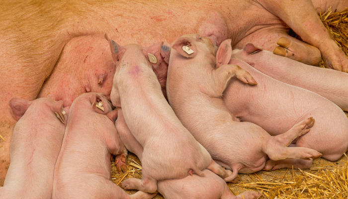 Feeding the lactating sow: Meeting energy requirements