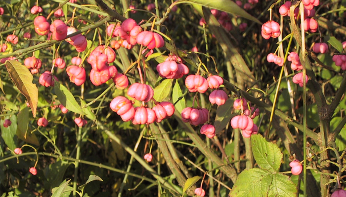 spindle
