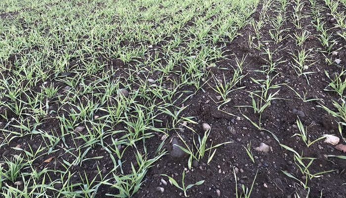 Survey results: 38% of winter area unsown