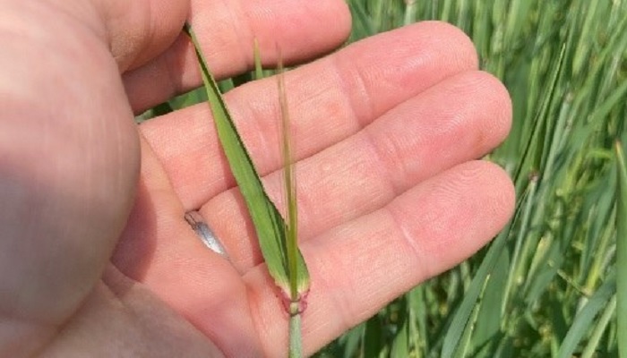 Spring crops will welcome forecast rain