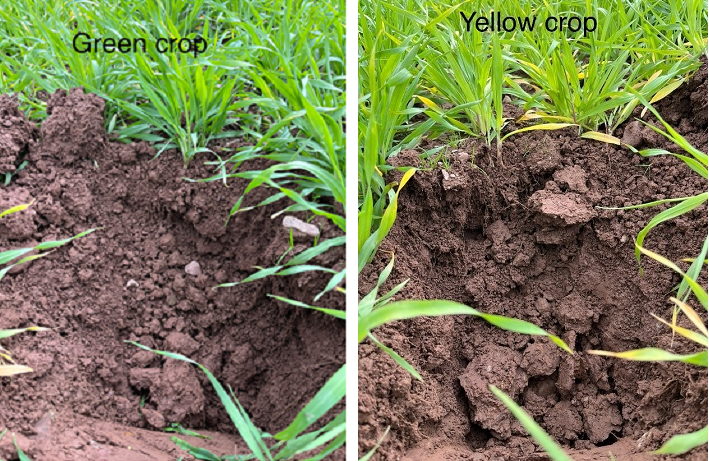 Green spring barley in an uncompacted soil (left) and a yellow spring barley crop in a compacted soil (right)