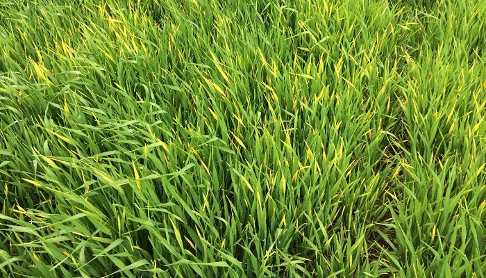 BYDV control programmes and tolerant varieties