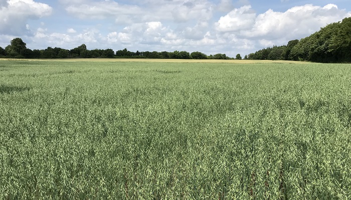 Back to the future - developing new avenues for oats