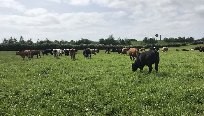 Early weaning and clover incorporation in action at Newford