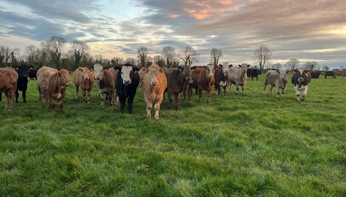 2024 born bullocks at grass