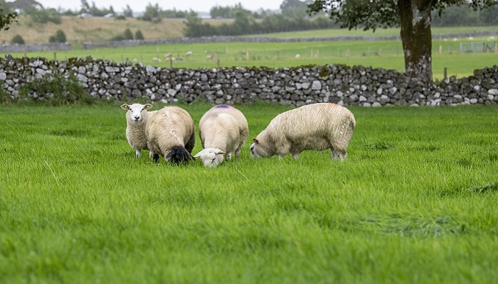Teagasc researchers awarded funding for sustainable agriculture research