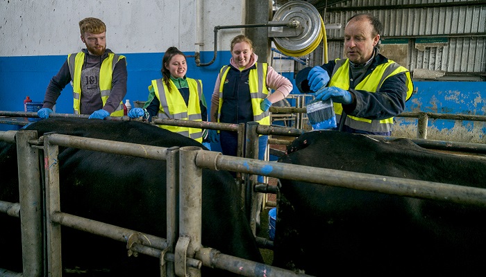 Options to complete the green cert