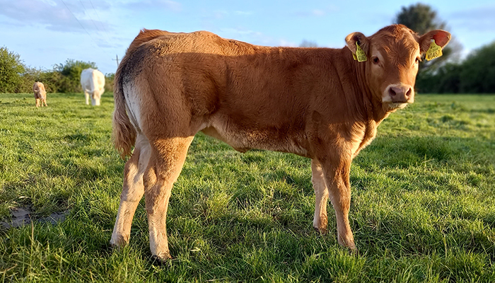 The Suckler Cow of the future? Five key areas to improve on