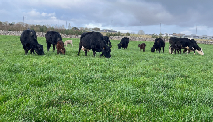Earlier finishing reduces GHG Emissions in Newford beef herd
