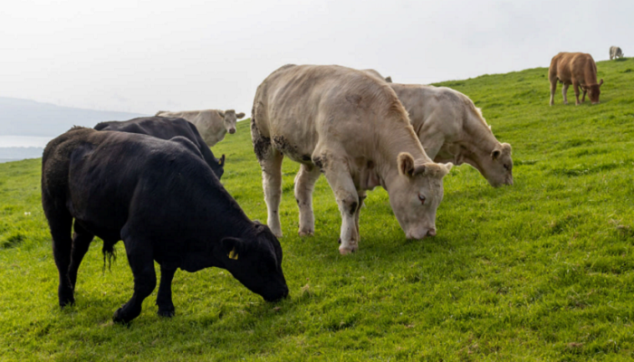 Rising gross output fails to lift cattle rearing income in 2022