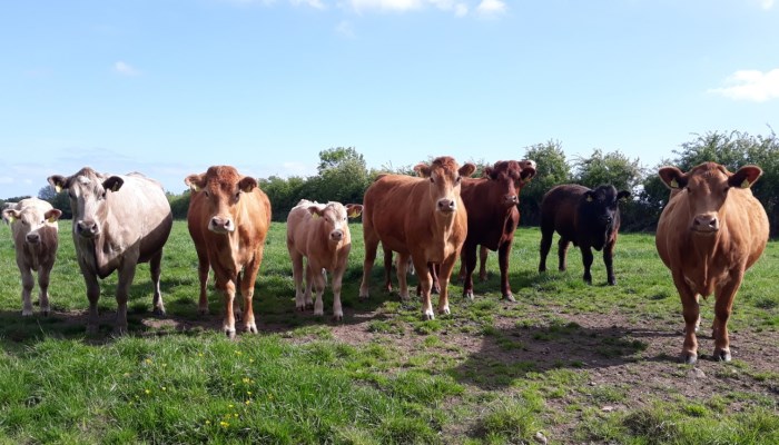 Suckler Herd Management in September