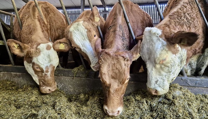Decorative purposes only, suckler cows eating silage at Ballyhaise College