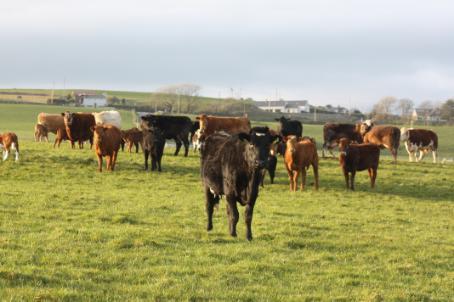 suckler herd in field