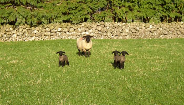 Lamb birth weight