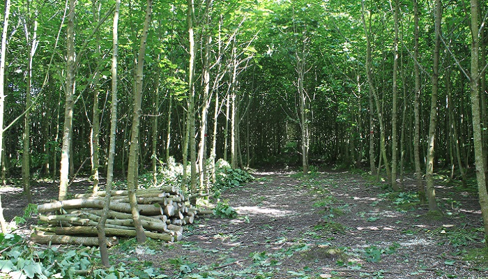 Sycamore forest
