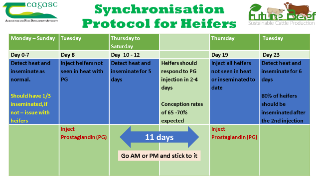 synchronisation protocol for heifers