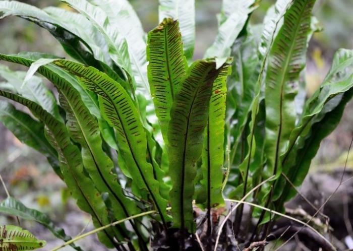 Native woodland ferns of Ireland – the Hart’s tongue fern