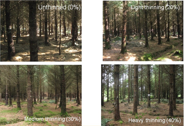 the appearance of the different thinning treatments in Frenchpark after first thinning at age 15