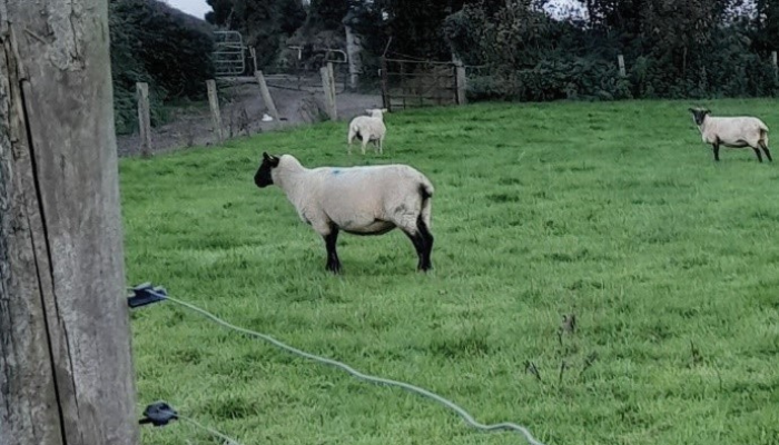 Thin ewe study