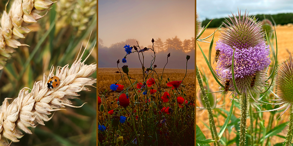 Tillage and Biodiversity Photo Competition