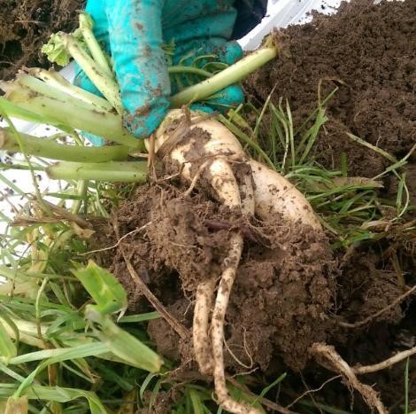 tillage raddish in soil with earthworm