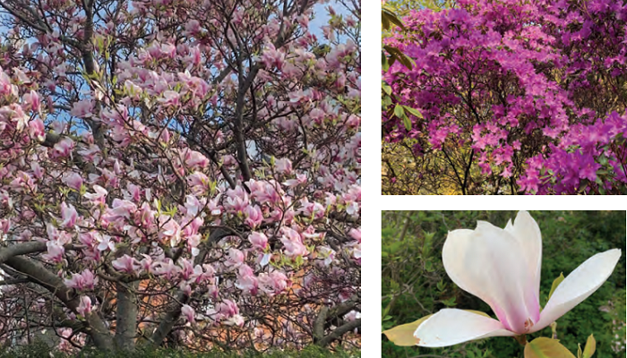 Beautiful plants which thrive in acid soils