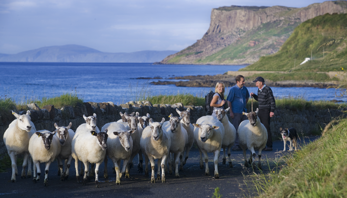 tourists with farmer moving sheep