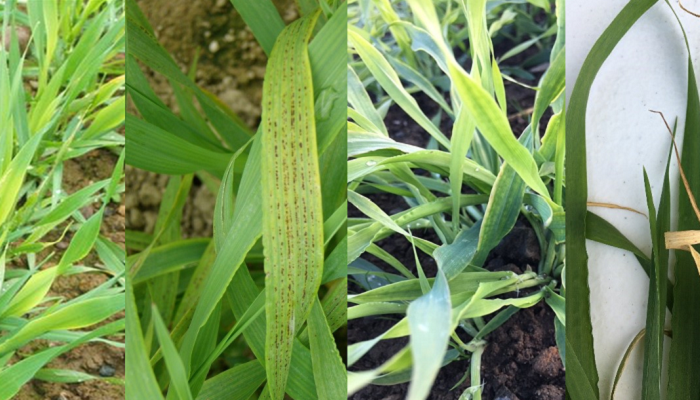 Monitor spring crops for trace element deficiencies 