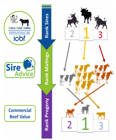 trilogy of dairy beef breeding tools