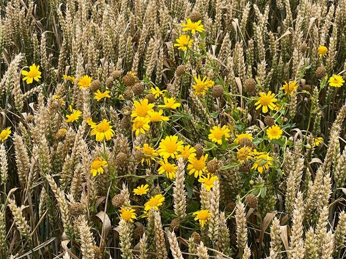 Get your weeds tested for herbicide resistance